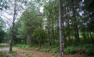 LOTE DE 300 MT2 CON 7 ARBOLES DE 15 MT DE ALTURA, CON NATURALEZA DE LA MANO