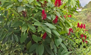 Venta finca Dapa Yumbo Valle del Cauca