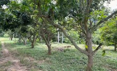 Cheap 7-Rai Land for Sale Near Chiang Mai – Only 1.5M THB
