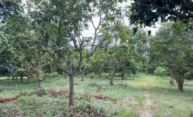Cheap 7-Rai Land for Sale Near Chiang Mai – Only 1.5M THB