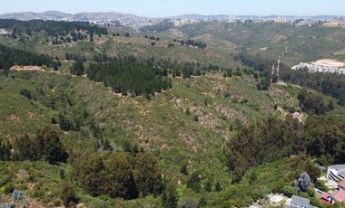 Terrenos de 1Ha, Los Almendros, Reñaca, Viña del Mar