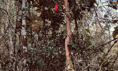 VENTA DE PARCELAS - Loteo Altos de Valdivia