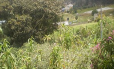 Se Vende Lote- San Andres Islas -   Vereda Tom Hooker