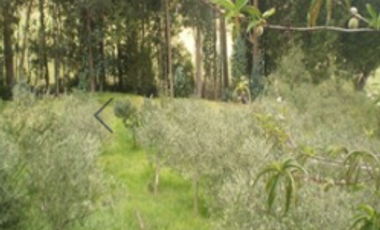 Se Vende Lote- San Andres Islas -   Vereda Tom Hooker