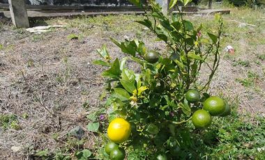 Venta de terreno en Patate sector Puñapí