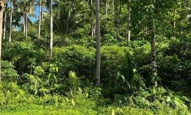 1.4 hectares lot for sale in SIARGAO