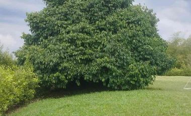 Vendo o permuto Finca de media cuadra