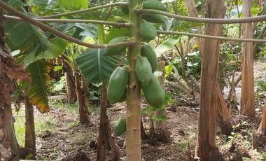 Vendo o permuto Finca de media cuadra