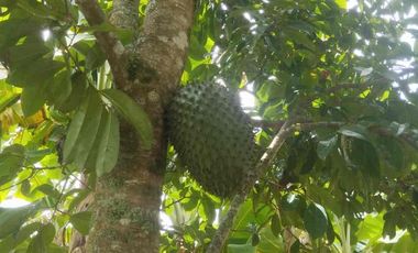 Vendo o permuto Finca de media cuadra