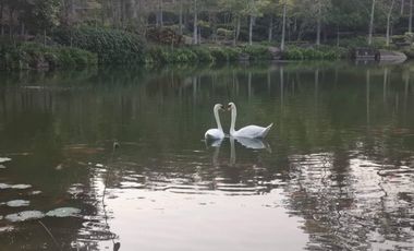 Lakeside living, in the most prestigious low rise condo unit at Khao Yai.  136 sq meter duplex, 2 bedrooms 2 bathrooms.