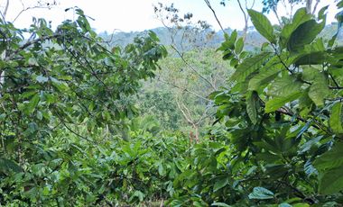 ¡Descubra el Paraíso Escondido en Chazuta, Tarapoto: Un Terreno de 68 Hectáreas con Potencial Ilimitado!