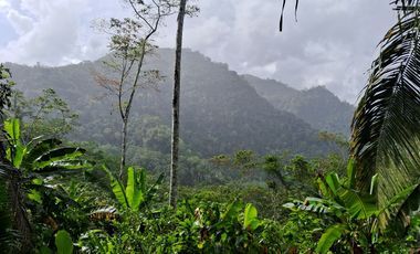 ¡Descubra el Paraíso Escondido en Chazuta, Tarapoto: Un Terreno de 68 Hectáreas con Potencial Ilimitado!