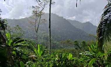 ¡Descubra el Paraíso Escondido en Chazuta, Tarapoto: Un Terreno de 68 Hectáreas con Potencial Ilimitado!