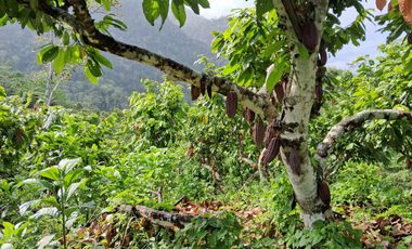¡Descubra el Paraíso Escondido en Chazuta, Tarapoto: Un Terreno de 68 Hectáreas con Potencial Ilimitado!