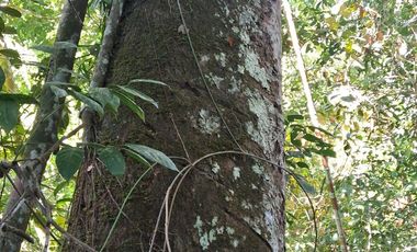 62 Hectáreas con Potencial Ilimitado! Descubra el Paraíso Escondido en Chazuta, cerca Tarapoto.