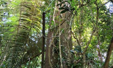 62 Hectáreas con Potencial Ilimitado! Descubra el Paraíso Escondido en Chazuta, cerca Tarapoto.