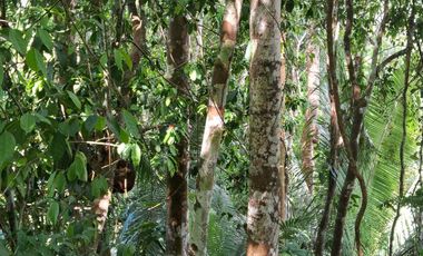 62 Hectáreas con Potencial Ilimitado! Descubra el Paraíso Escondido en Chazuta, cerca Tarapoto.