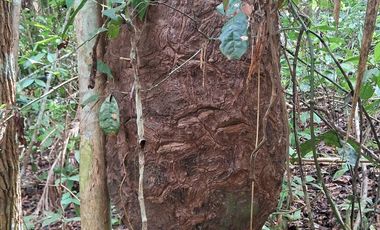 62 Hectáreas con Potencial Ilimitado! Descubra el Paraíso Escondido en Chazuta, cerca Tarapoto.