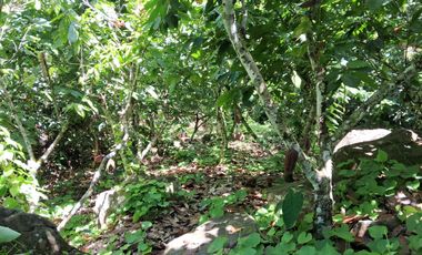62 Hectáreas con Potencial Ilimitado! Descubra el Paraíso Escondido en Chazuta, cerca Tarapoto.