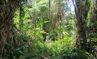 62 Hectáreas con Potencial Ilimitado! Descubra el Paraíso Escondido en Chazuta, cerca Tarapoto.