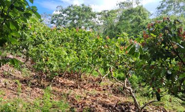 62 Hectáreas con Potencial Ilimitado! Descubra el Paraíso Escondido en Chazuta, cerca Tarapoto.