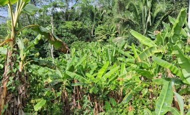 62 Hectáreas con Potencial Ilimitado! Descubra el Paraíso Escondido en Chazuta, cerca Tarapoto.