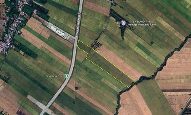 4.3-Hectare Land Property for Sale in Caalibangbangan Cabanatuan City, Nueva Ecija