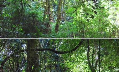 Chacra 2 Hectareas en Colonia Santa Rosa,San Vicente,Misiones