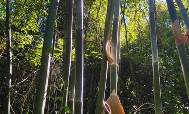 Chacra 2 Hectareas en Colonia Santa Rosa,San Vicente,Misiones