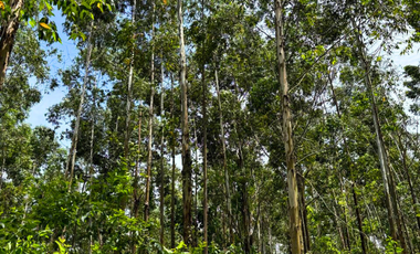 Chacra Agricola, 94 Hectareas, San Vicente, mISIONES