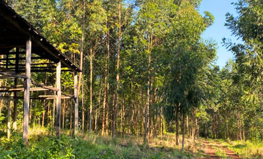 Chacra Agricola, 94 Hectareas, San Vicente, mISIONES