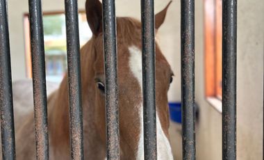 Exclusiva Finca en Venta con Elegante Diseño Mexicano y Caballerizas. Amueblada