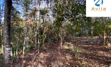 Pitrufquen sector Mune alto 2 lotes que suman 2,235has con casa acceso directo a ruta S 593 COD.VTAP234