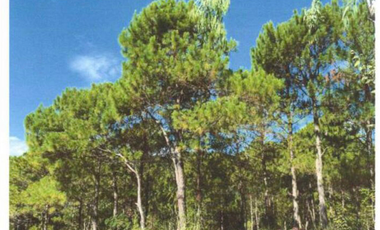 6-hectare lot in Baguio City ideal for high-end residential development