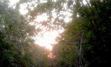 TERRENO EN VENTA VÍA TULUM A COBÁ