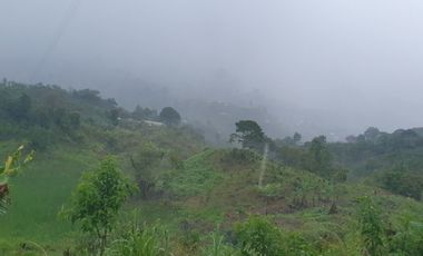 VENDO TERRENO , VEREDA  RIECITO ISPECCION DE SAN SAN ADOLFO MUNICIPIO DE ACEVEDO