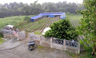 SUPER RUSH SALE: Fully Developed Farm Property in Gerona, Tarlac