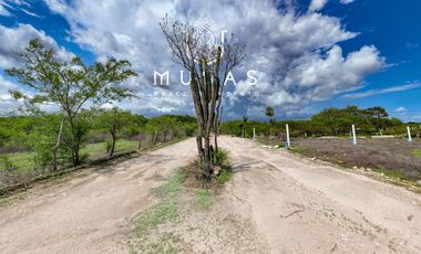 FCTO MUSAS,   LA MAGIA DEL OCEANO