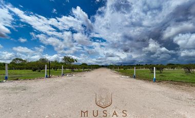 FCTO MUSAS,   LA MAGIA DEL OCEANO