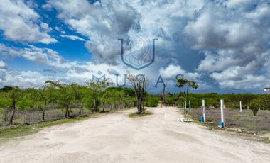 FCTO MUSAS,   LA MAGIA DEL OCEANO