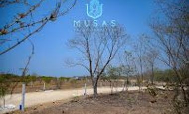 FCTO MUSAS,   LA MAGIA DEL OCEANO