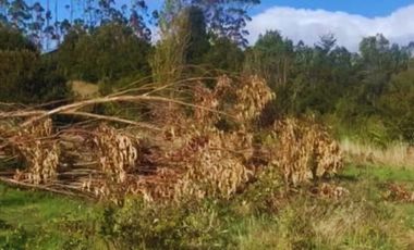 ¡Oportunidad única! Parcela Borde Río en Condominio consolidado en el Sur de Chile