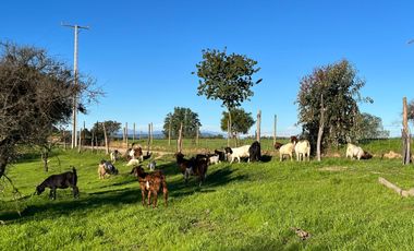 Oportunidad de inversión, venta de parcelas 5000 m2 , Litueche