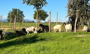 Oportunidad de inversión, venta de parcelas 5000 m2 , Litueche