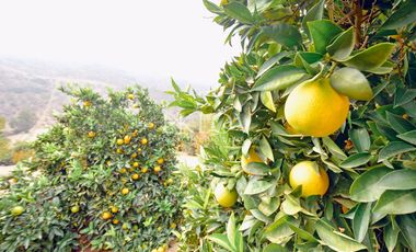 Casa 4D4B en Condominio, Curacaví