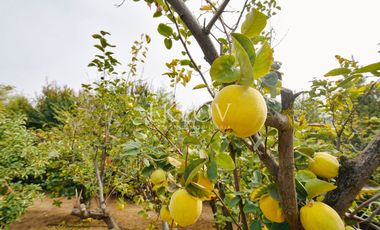 Casa 4D4B en Condominio, Curacaví