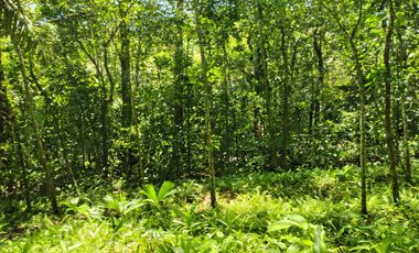 FINCA DE 4 HS EN PALOMINO GUAJIRA CON RIO Y PISCINAS NATURALES.