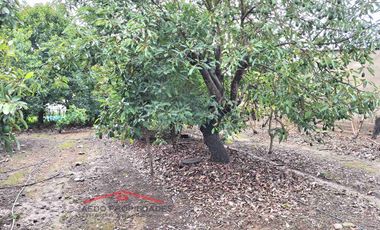 Se Vende Linda Casa Quinta de un piso, con amplio terreno, altura paradero 23, comuna de La Cruz, Región Valparaíso.