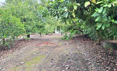 Se Vende Linda Casa Quinta de un piso, con amplio terreno, altura paradero 23, comuna de La Cruz, Región Valparaíso.