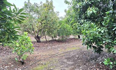 Se Vende Linda Casa Quinta de un piso, con amplio terreno, altura paradero 23, comuna de La Cruz, Región Valparaíso.